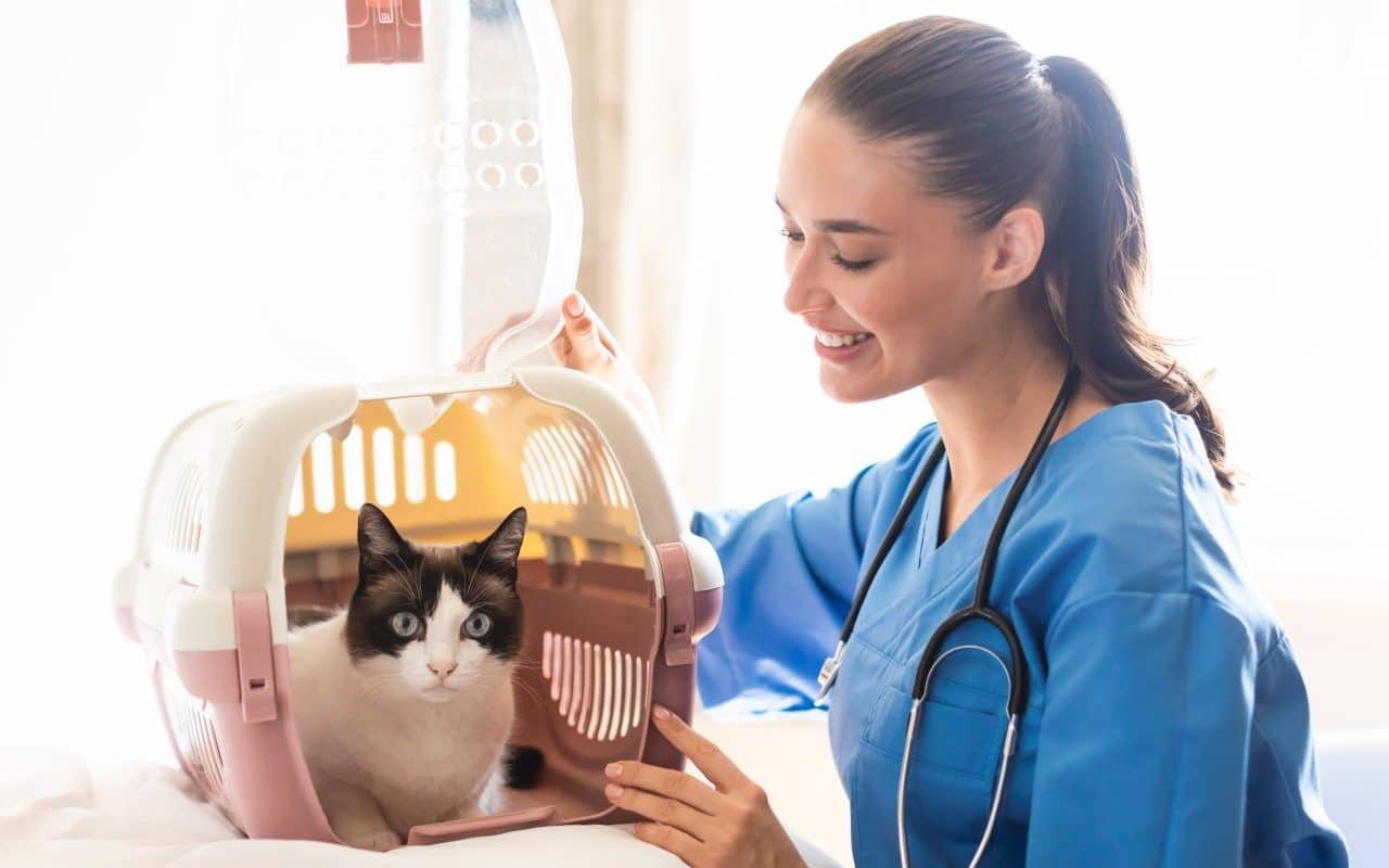 assurance pour chat