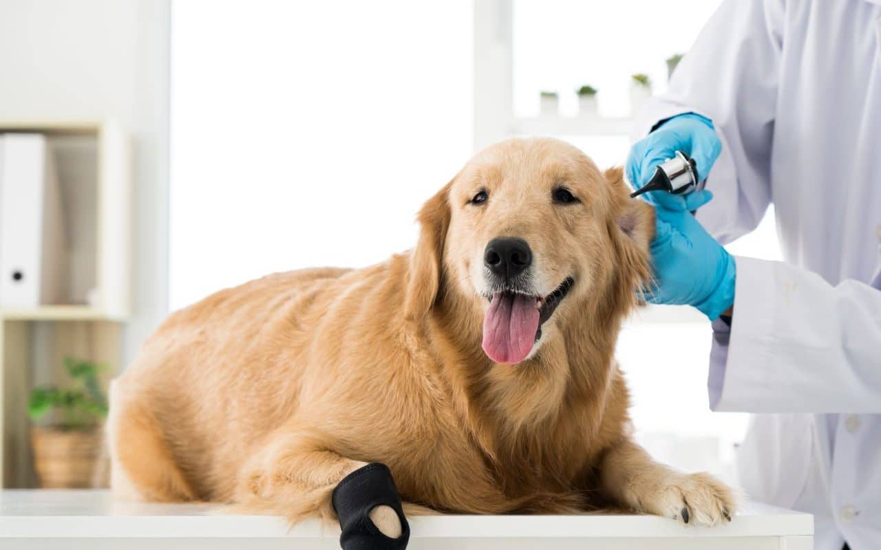 une assurance pour votre chien