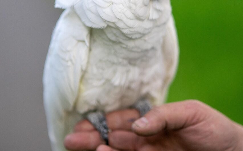 Assurance pour animaux exotiques : options et conseils pratiques