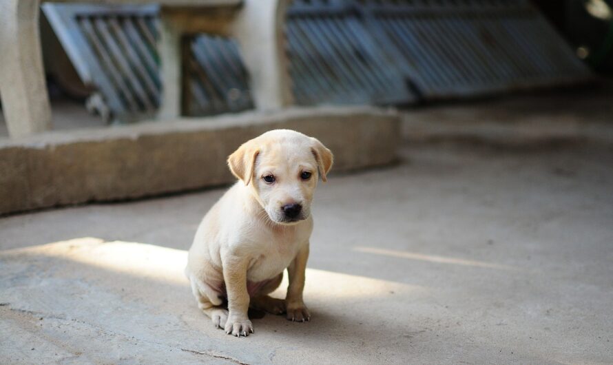Ce qu&rsquo;il faut savoir avant de choisir une assurance pour un chiot