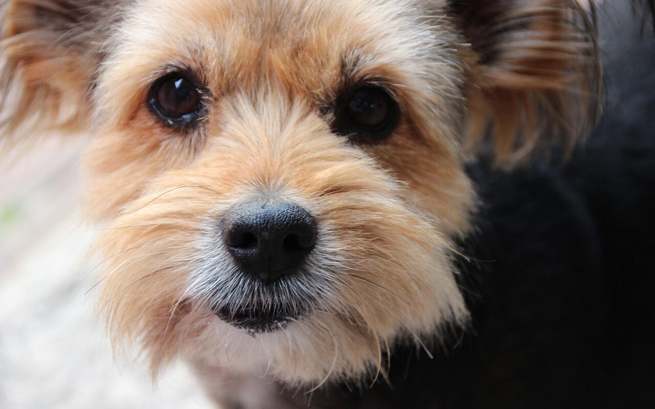 découvrez l'assurance pour chiens seniors, une protection adaptée aux besoins de santé de votre compagnon âgé. comparez les offres et assurez-lui des soins vétérinaires de qualité !