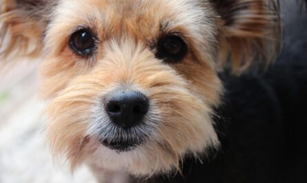 découvrez l'assurance pour chiens seniors, une protection adaptée aux besoins de santé de votre compagnon âgé. comparez les offres et assurez-lui des soins vétérinaires de qualité !