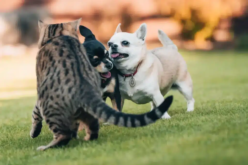 Des chats et un chien profitent d'une séance de jeu en plein air sur une pelouse verte