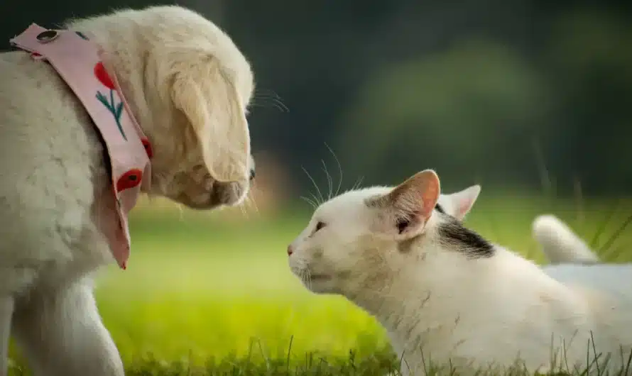 Un chat domestique blanc renifle curieusement un petit chien blanc sur une surface herbeuse