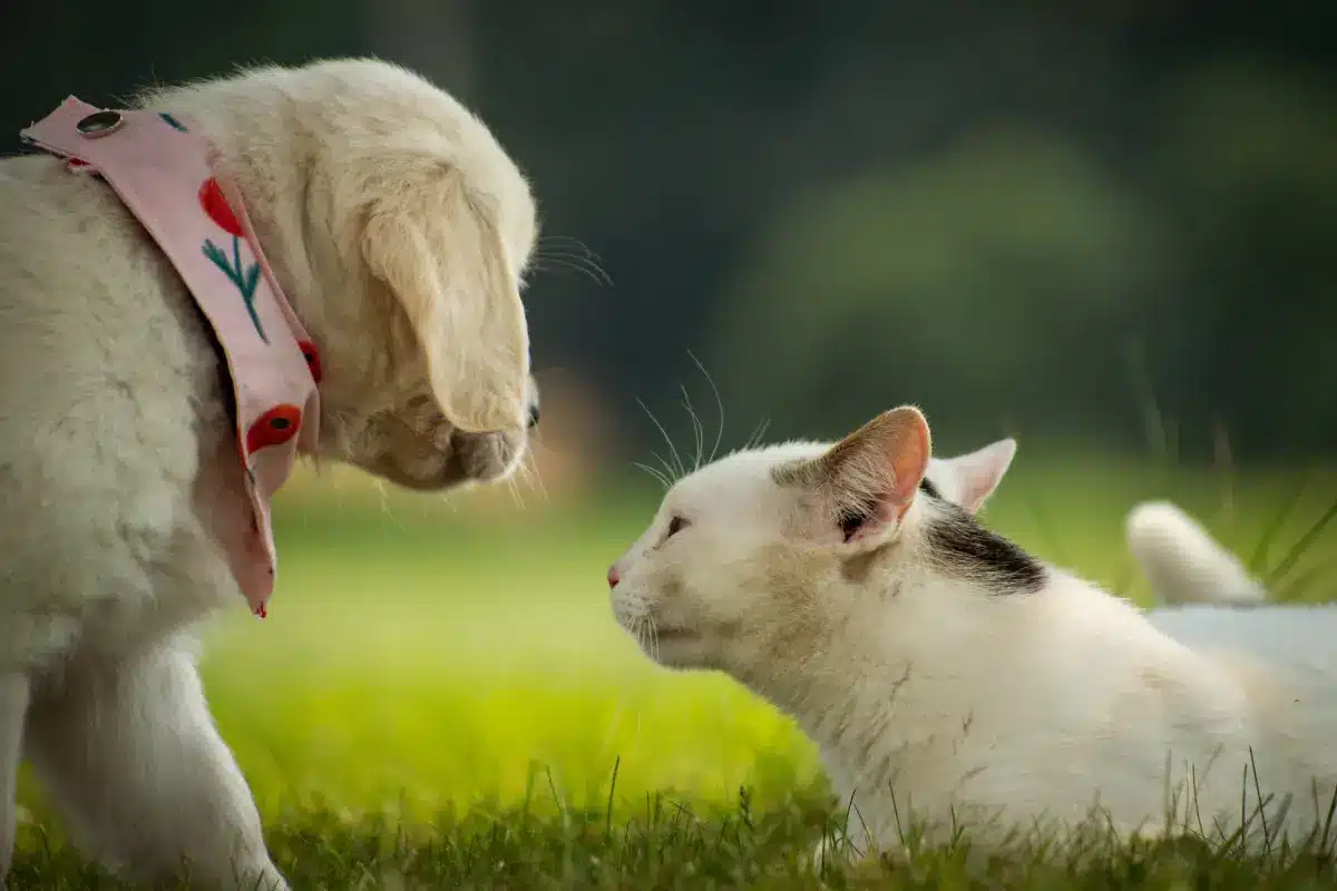 Un chat domestique blanc renifle curieusement un petit chien blanc sur une surface herbeuse